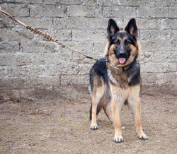 NFGE-2102 K9 Bungee Leash