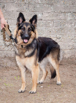 NFGE-2102 K9 Bungee Leash